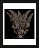 Fern (on black) (Framed) -  Botanical Series - McGaw Graphics