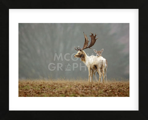 Fallow Love (Framed) -  Mark Bridger - McGaw Graphics