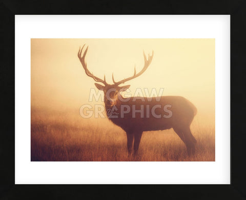 Yellow (Framed) -  Mark Bridger - McGaw Graphics