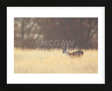 Small One (Framed) -  Mark Bridger - McGaw Graphics