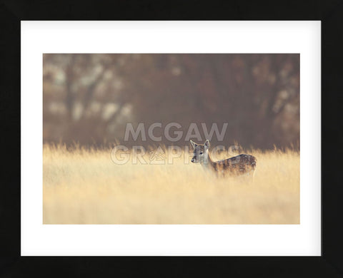 Small One (Framed) -  Mark Bridger - McGaw Graphics