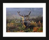 King of Richmond (Framed) -  Mark Bridger - McGaw Graphics