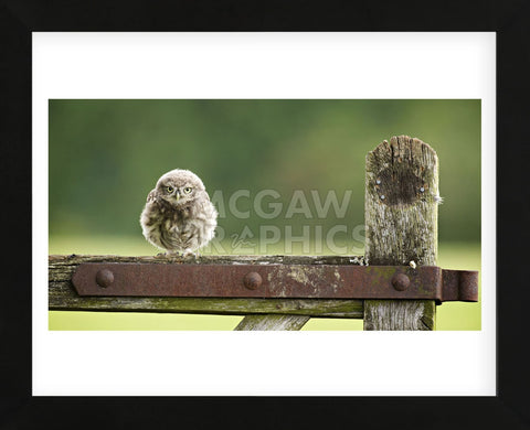 Fuzzball (Framed) -  Mark Bridger - McGaw Graphics