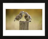 Another Little Peck (Framed) -  Mark Bridger - McGaw Graphics