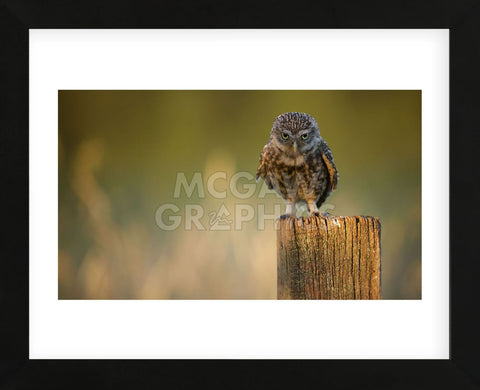 Look Into My Eyes (Framed) -  Mark Bridger - McGaw Graphics