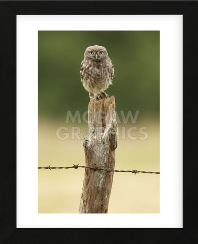 Wasn’t Me! (Framed) -  Mark Bridger - McGaw Graphics