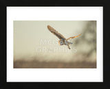 Soft Light (Framed) -  Mark Bridger - McGaw Graphics