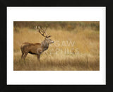 Deerscape (Framed) -  Mark Bridger - McGaw Graphics