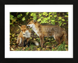 Nibble (Framed) -  Mark Bridger - McGaw Graphics