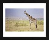 Little Lady (Framed) -  Mark Bridger - McGaw Graphics