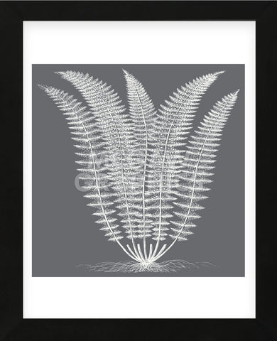 Fern (Gray & Ivory) (Framed) -  Botanical Series - McGaw Graphics