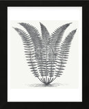 Fern (Ivory & Ink) (Framed) -  Botanical Series - McGaw Graphics