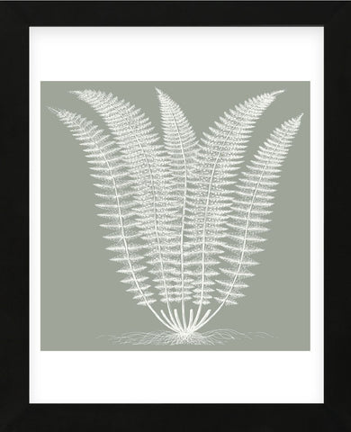 Fern (Sage & Ivory) (Framed) -  Botanical Series - McGaw Graphics