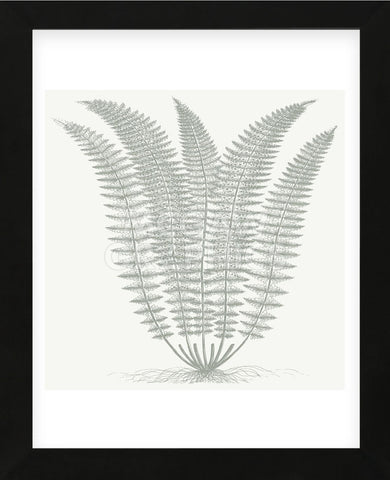 Fern (Ivory & Sage) (Framed) -  Botanical Series - McGaw Graphics
