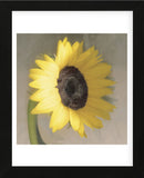 Sunflower  (Framed) -  Erin Clark - McGaw Graphics