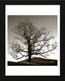 Solemn Tree  (Framed) -  Erin Clark - McGaw Graphics
