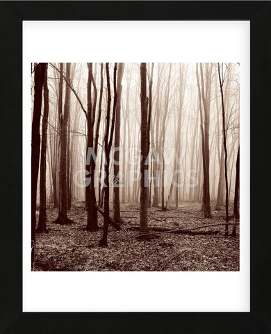 Winter Woods  (Framed) -  Erin Clark - McGaw Graphics