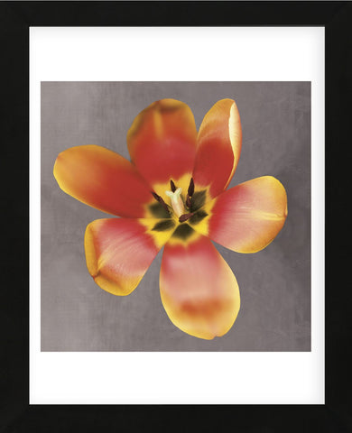 Sunshine Tulip  (Framed) -  Erin Clark - McGaw Graphics