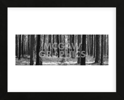 Tree Curtain  (Framed) -  Erin Clark - McGaw Graphics