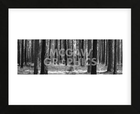 Tree Curtain  (Framed) -  Erin Clark - McGaw Graphics