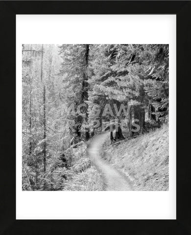 Pine Path  (Framed) -  Erin Clark - McGaw Graphics