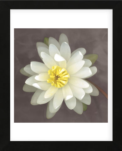 Water Lily  (Framed) -  Erin Clark - McGaw Graphics