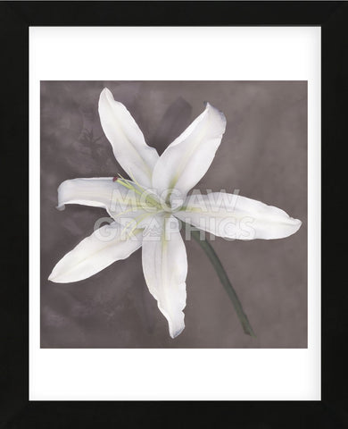 White Lily  (Framed) -  Erin Clark - McGaw Graphics