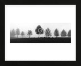 Tree Line  (Framed) -  Erin Clark - McGaw Graphics