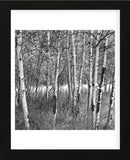 Birch Forest  (Framed) -  Erin Clark - McGaw Graphics