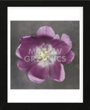 Purple Tulip  (Framed) -  Erin Clark - McGaw Graphics