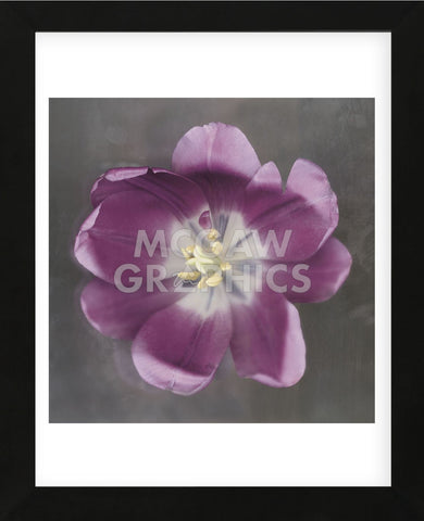Purple Tulip  (Framed) -  Erin Clark - McGaw Graphics