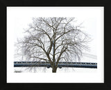 Manhattan Bridge Span with Tree  (Framed) -  Erin Clark - McGaw Graphics