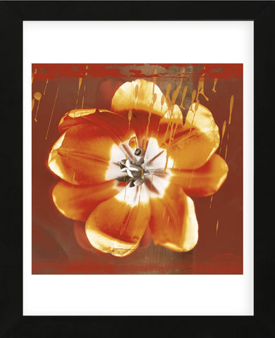 Tulip Fresco (red) (Framed) -  Erin Clark - McGaw Graphics