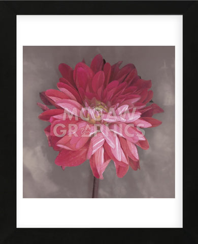 Pink Zinnia (Framed) -  Erin Clark - McGaw Graphics