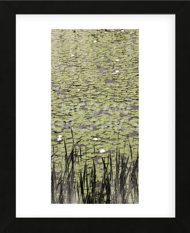 Lily Pond II (Framed) -  Erin Clark - McGaw Graphics