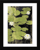 Pond Blossoms (Framed) -  Erin Clark - McGaw Graphics