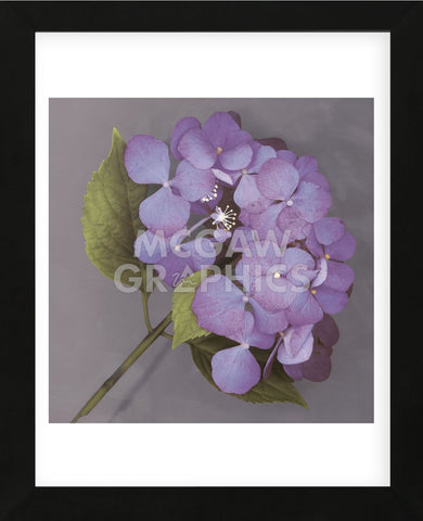 Purple Hydrangea (Framed) -  Erin Clark - McGaw Graphics