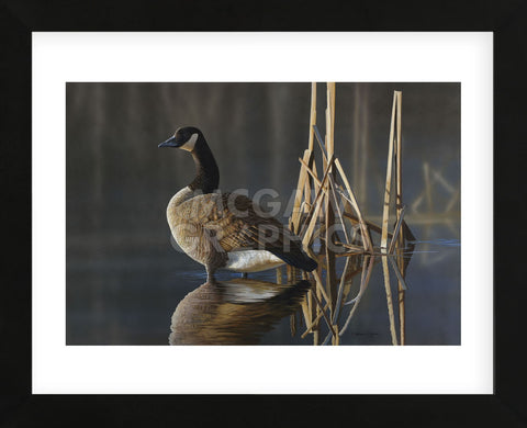 Greet the Sun - Canada Goose (Framed) -  Richard Clifton - McGaw Graphics