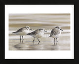 Sanderlings (Framed) -  Richard Clifton - McGaw Graphics