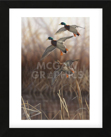 Whisper Wind and Wing - Mallards (Framed) -  Richard Clifton - McGaw Graphics