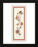 Seashell Island  (Framed) -  Lisa Danielle - McGaw Graphics