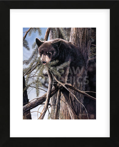 Out on a Limb (Framed) -  Kevin Daniel - McGaw Graphics