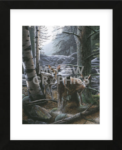 White Tail Fawns (Framed) -  Kevin Daniel - McGaw Graphics