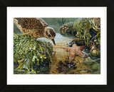 Tidal Pool Plover (Framed) -  John Dawson - McGaw Graphics