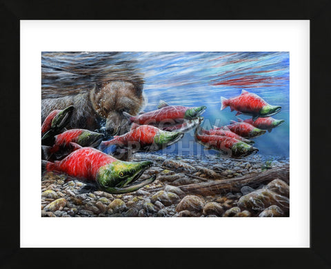 The Last Run - Sockeye Salmon (Framed) -  Kevin Daniel - McGaw Graphics