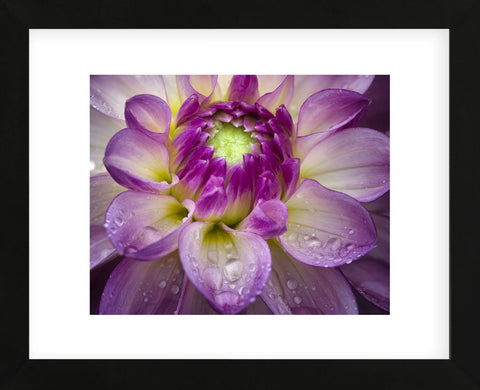 Royal Bloom (Framed) -  Dennis Frates - McGaw Graphics