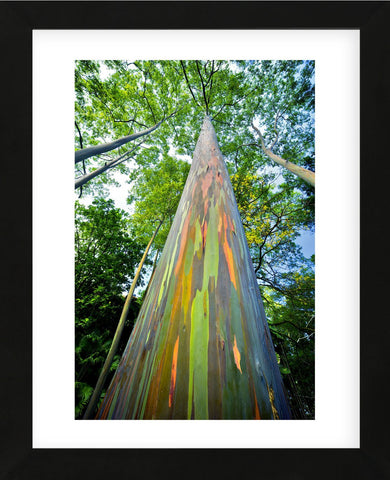 Painted Eucalyptus (Framed) -  Dennis Frates - McGaw Graphics