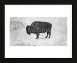 Buffalo (Framed) -  Trent Foltz - McGaw Graphics