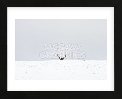 Elk (Framed) -  Trent Foltz - McGaw Graphics