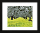 Orchard Carpet (Framed) -  Dennis Frates - McGaw Graphics